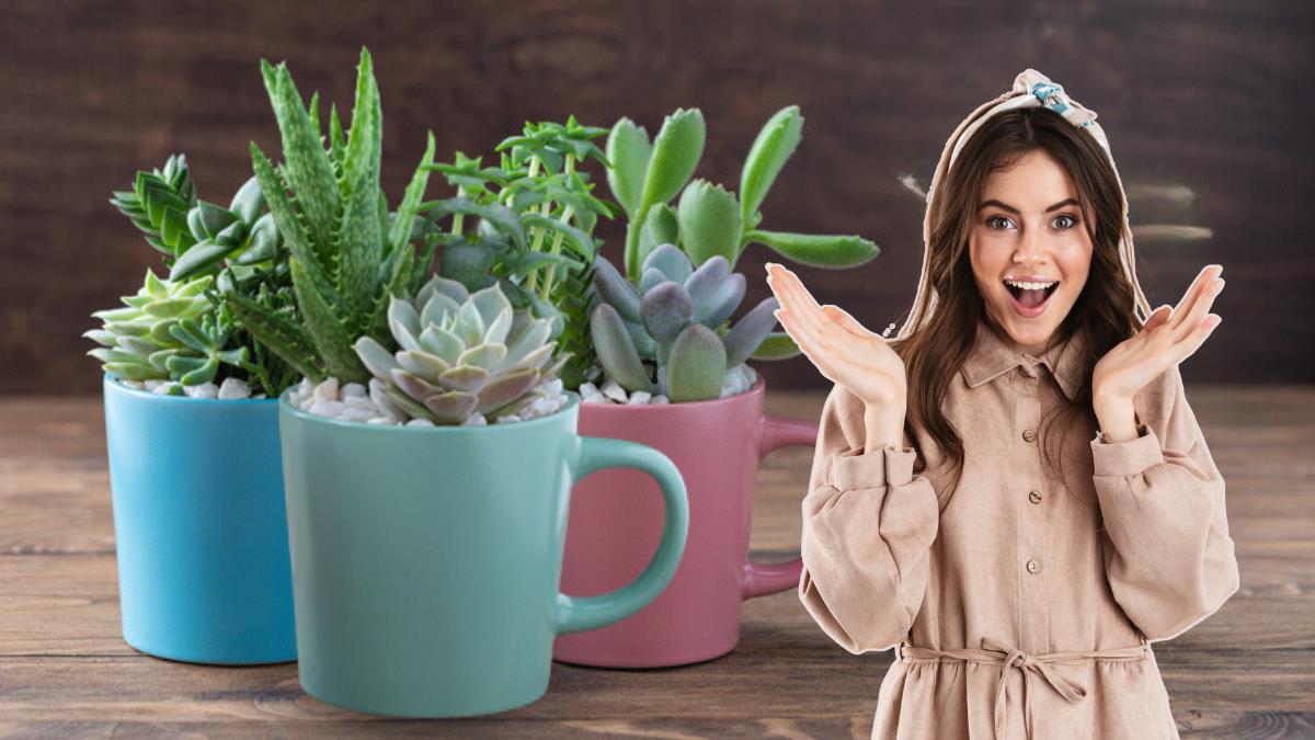 DIY: cómo convertir tus tazas en macetas de decoración sin esfuerzo