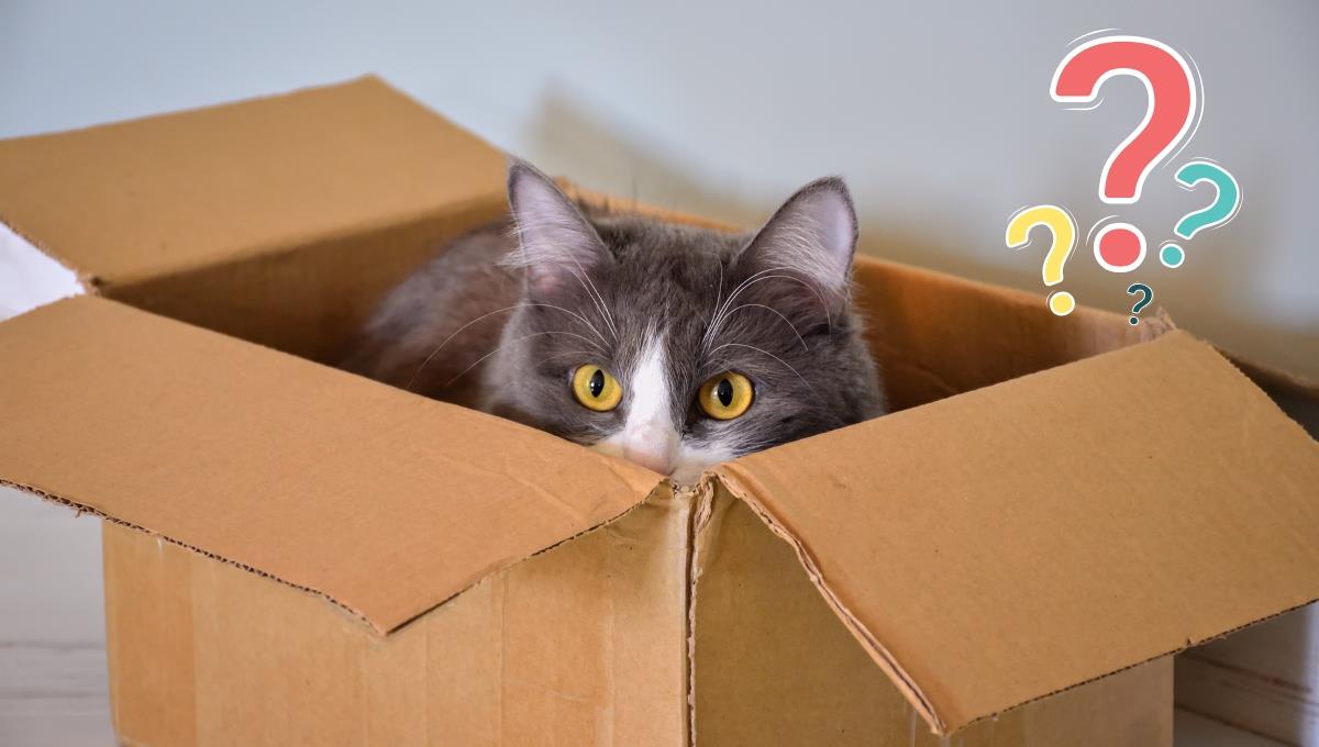 Descubre el oscuro motivo por el que los gatos aman jugar con cajas