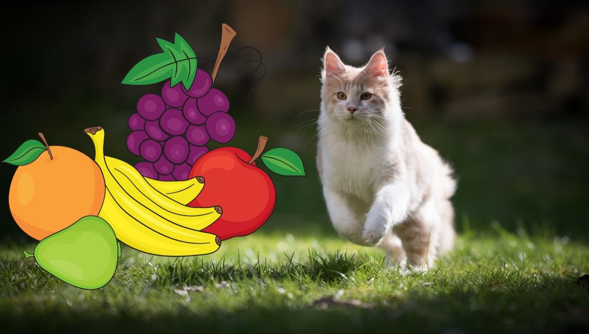 El oscuro motivo por el que tu gato puede escapar de tu casa al ver ciertas frutas