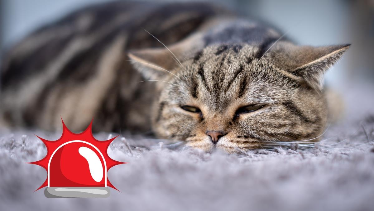 Descubre la conducta que podría poner en riesgo la vida de tu gato