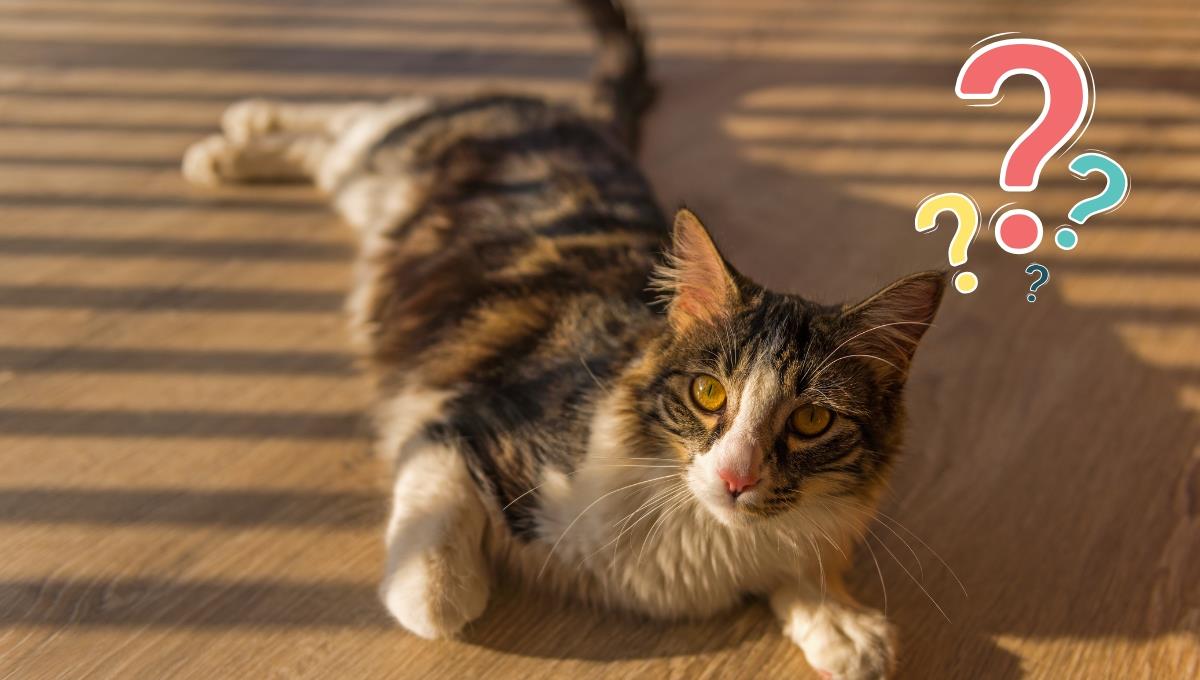 Conoce el motivo científico por el que algunos gatos tiene un pelaje brillante
