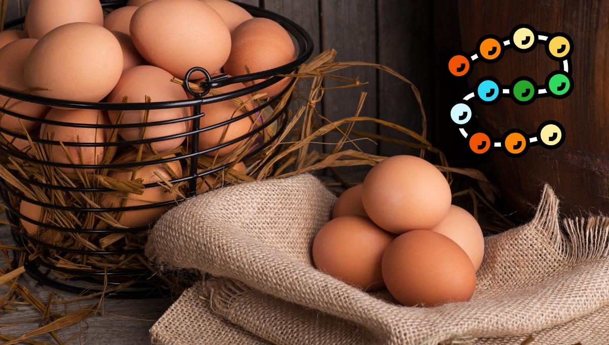 Cómo cocinar los huevos para absorber el máximo de proteínas, según un estudio científico