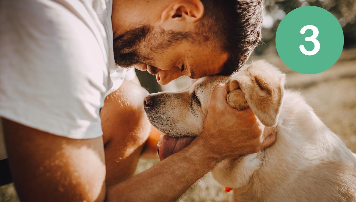 Cuáles son las 3 cosas que hacen los perros antes de morir y cómo identificarlas