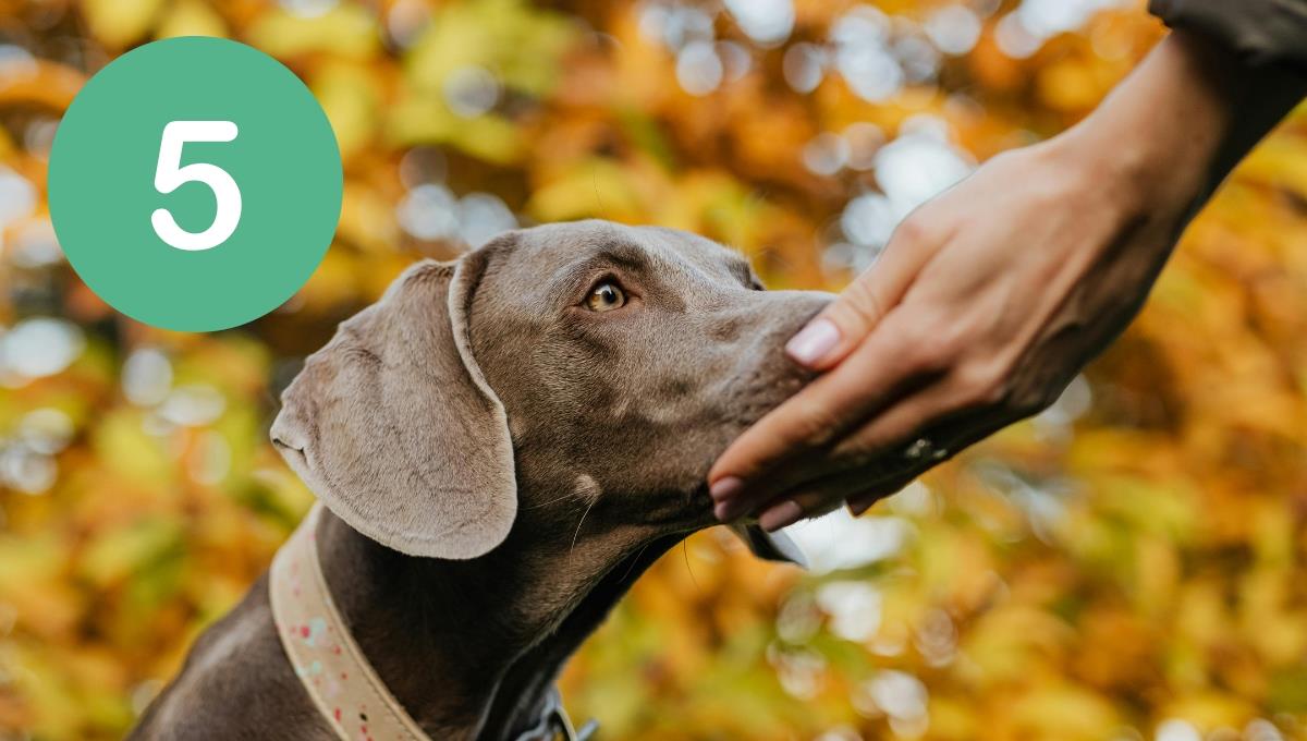 La lista de 5 enfermedades que puede detectar tu perro y puede salvar tu vida