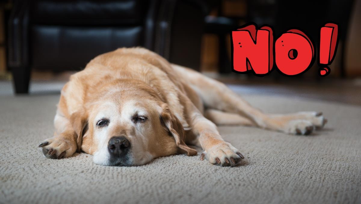 Ni en la cama ni en el piso; este es el lugar donde debe dormir tu perro, según veterinarios