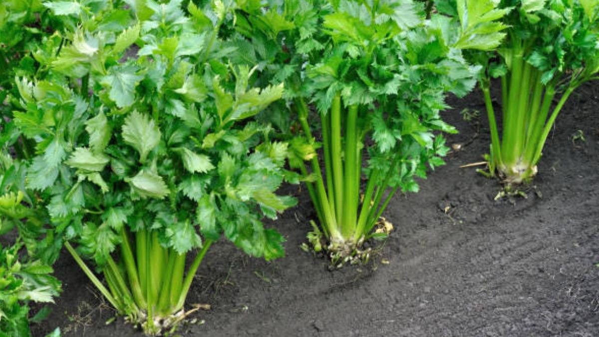 La planta medicinal que tienes en tu huerto y ayuda a bajar de peso y evitar el envejecimiento prematuro