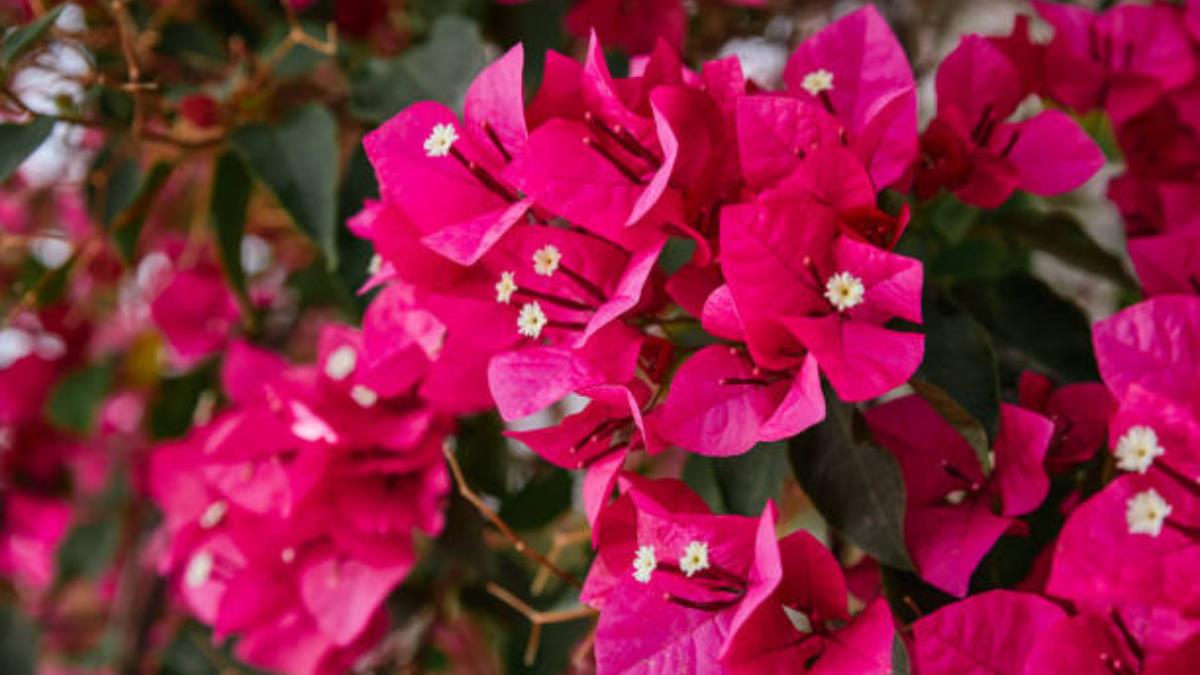 El truco de expertos en jardinería para que la Buganvilla estalle de flores