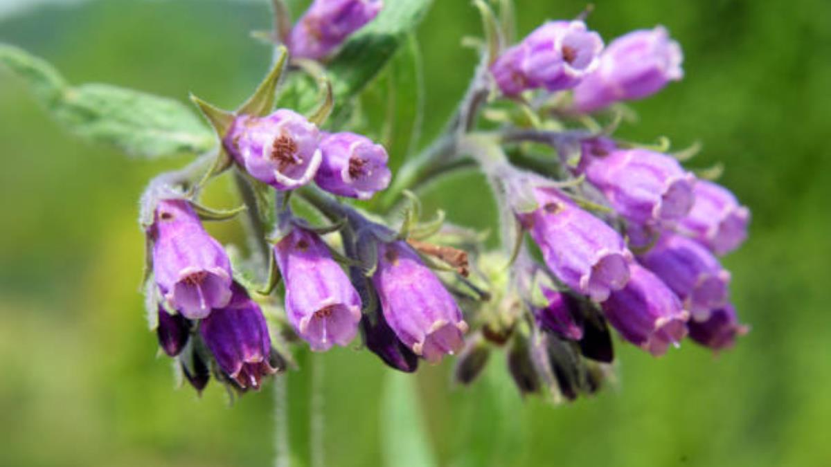 La colorida planta de flores púrpuras que es una bendición para cualquier jardín