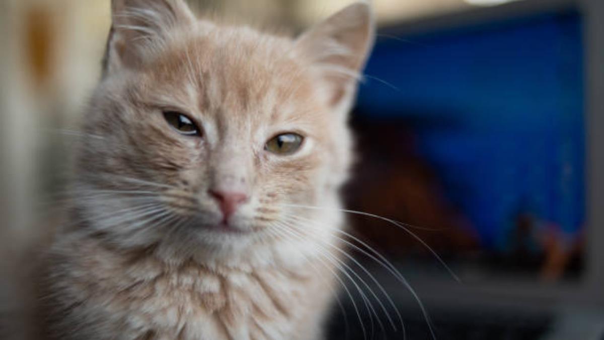 Lo que debes hacer con tu gato cada vez que sales de casa para no generarles ansiedad