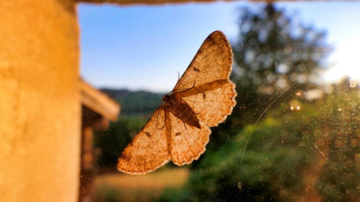 12 insectos que cualquier persona tiene en su casa y su profundo significado espiritual