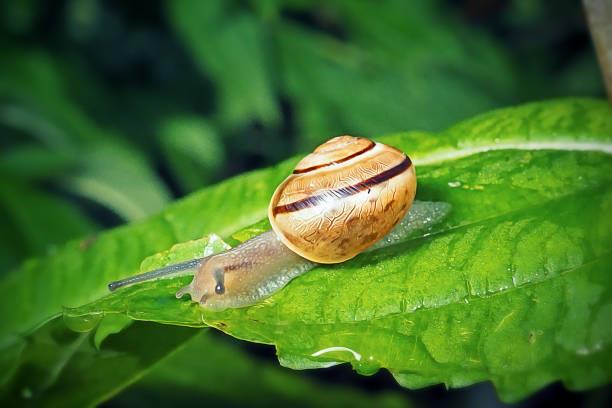Dile adiós a los caracoles y babosas que se alimentan de plantas gracias a estos efectivos trucos de jardinería