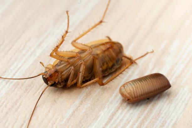 El truco de expertos en fumigación para eliminar los huevos de cucaracha y ponerle fin a la plaga