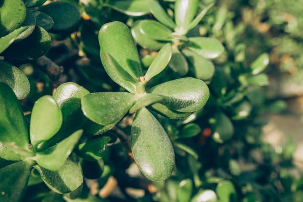 El lugar de casa donde deberás colocar el árbol de jade para atraer fortuna y buena suerte, según el Feng Shui