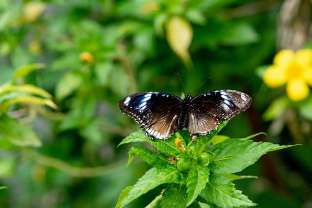 Respira profundo antes de conocer el significado de ver una mariposa negra