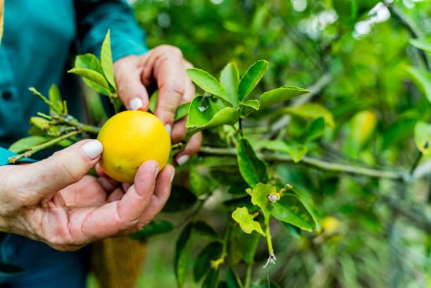 Esto es lo que debes hacer con tu limonero para que estalle de frutas en primavera