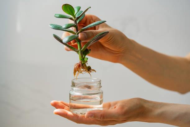 Los consejos de expertos en jardinería para reproducir esquejes en agua y no fracasar en el intento