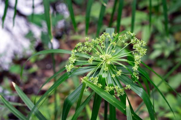 La elegante planta de largos tallos que llenará de belleza cualquier rincón de tu jardín