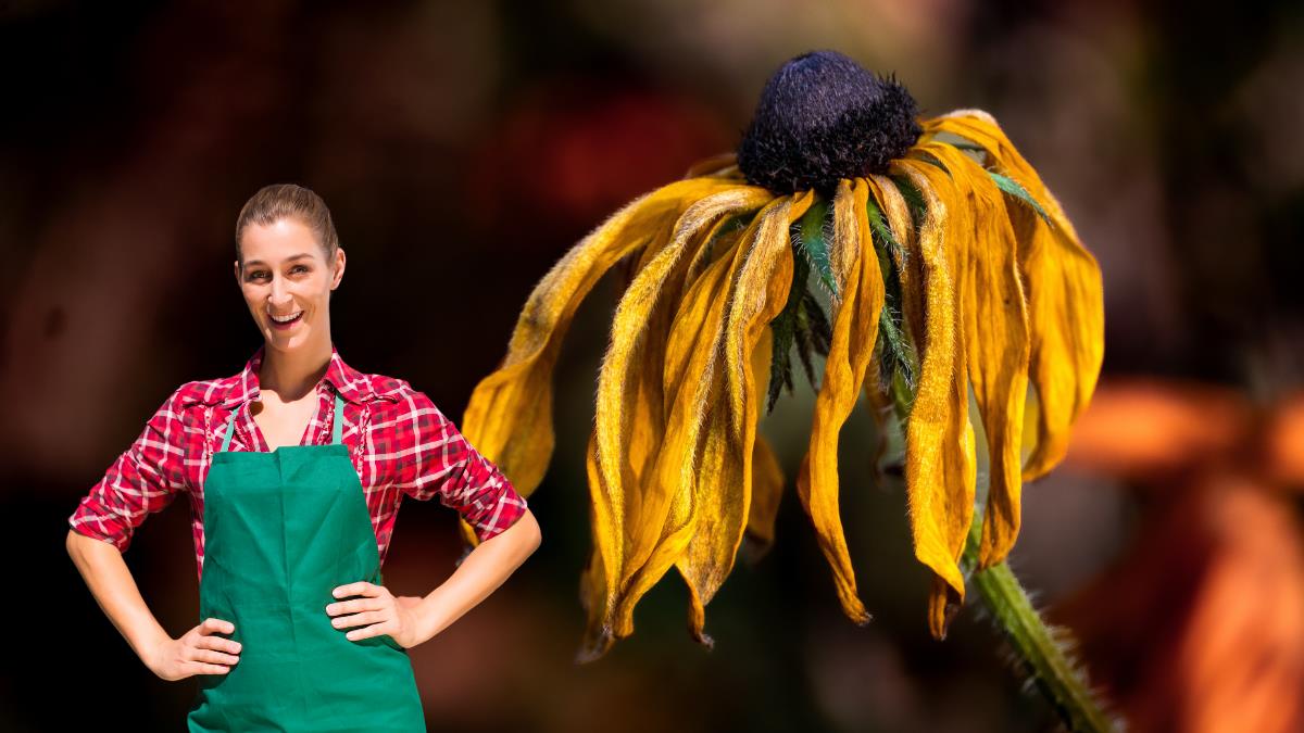 Ni cáscara de huevo ni posos de café: el truco de jardinería que revive plantas estresadas 