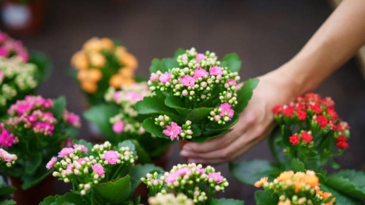 Las plantas medicinales que debes tener en tu jardín para mejorar tu salud