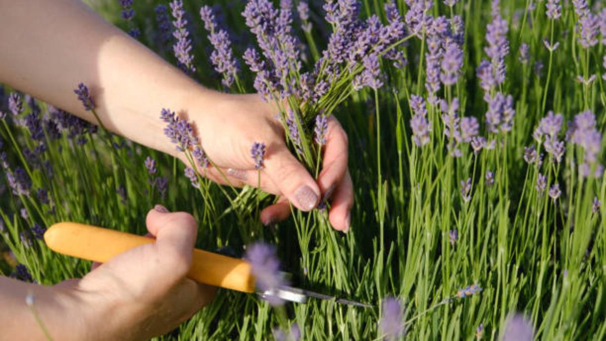 El secreto de especialistas para podar la lavanda y hacer que estalle de flores