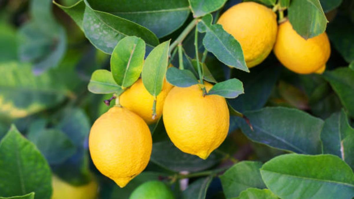 Ni poda ni abono casero: el truco de expertos en jardinería para que el limonero estalle de frutas