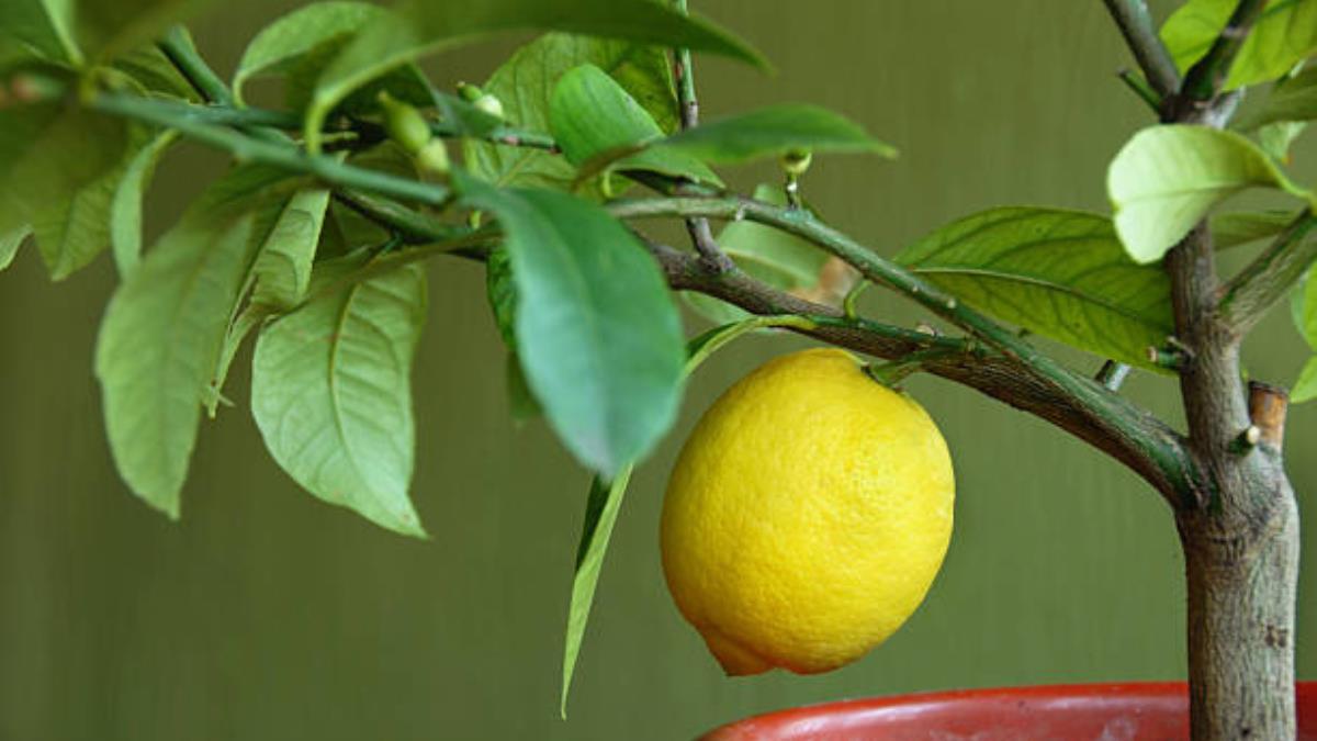 El truco de expertos en jardinería para que los árboles frutales estallen de deliciosas frutas