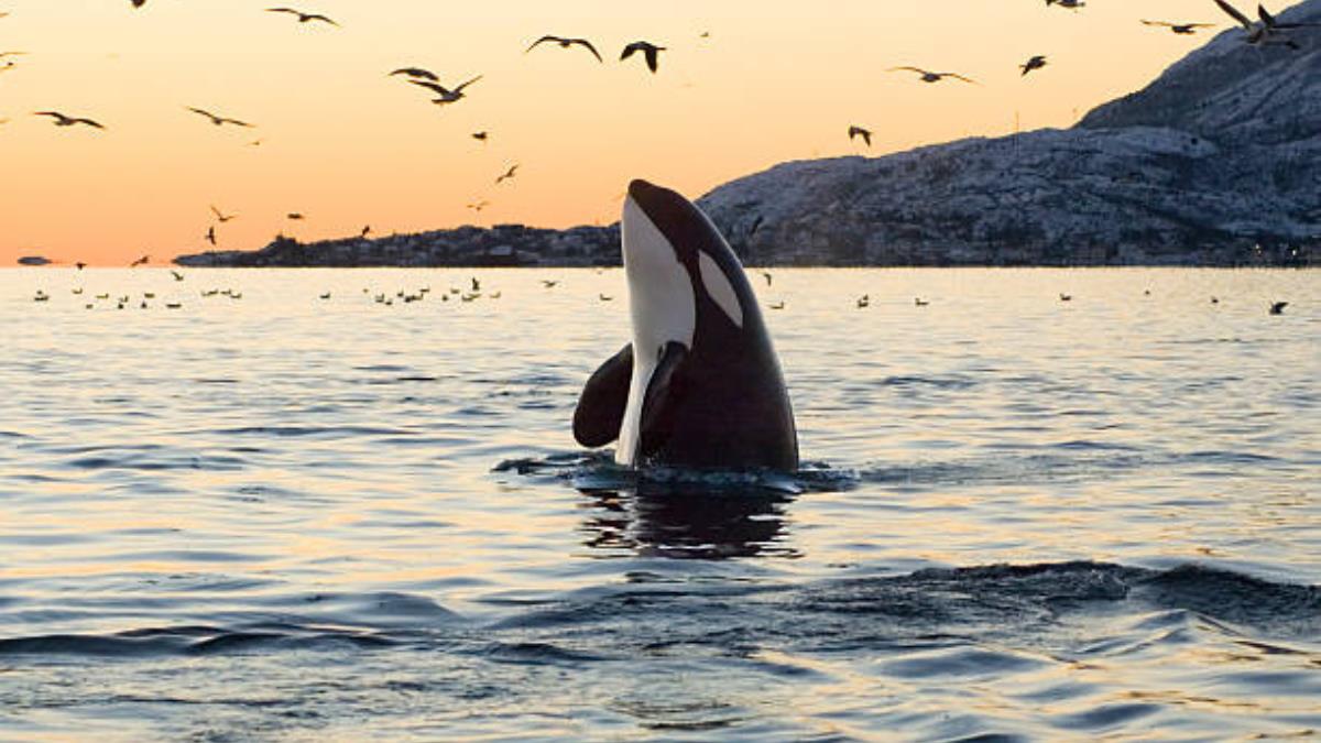 Dime tu fecha de nacimiento y te diré qué animal acuático te representa