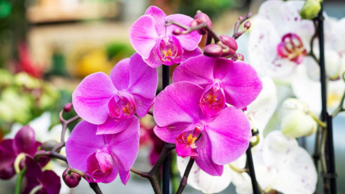 Aprende a enraizar orquídeas y multiplica la belleza de tu jardín en pocos pasos