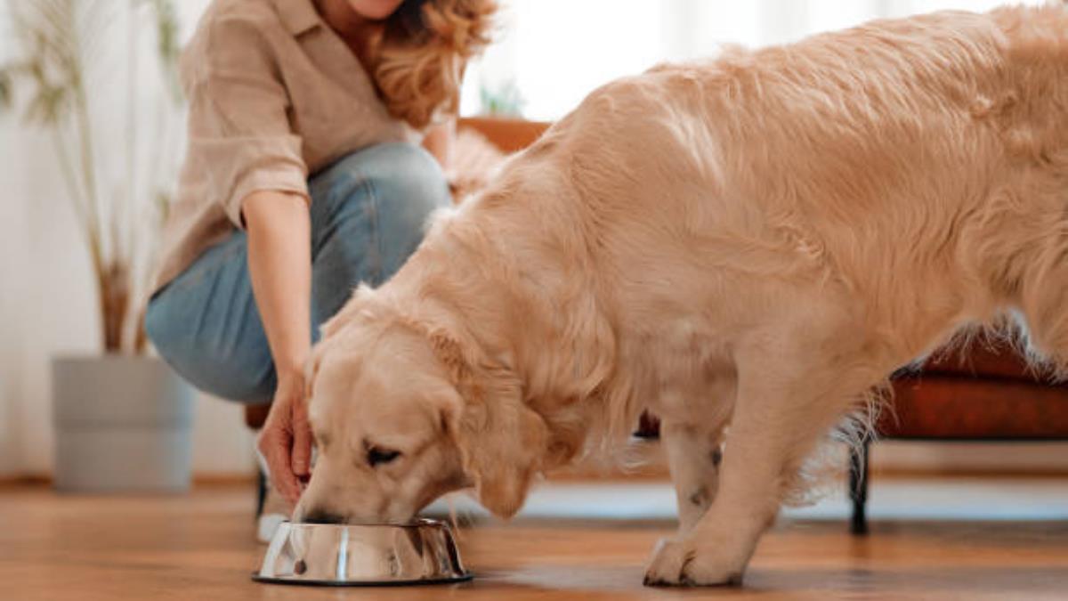 Toma aire antes de conocer las razas de perros más propensas a sufrir obesidad