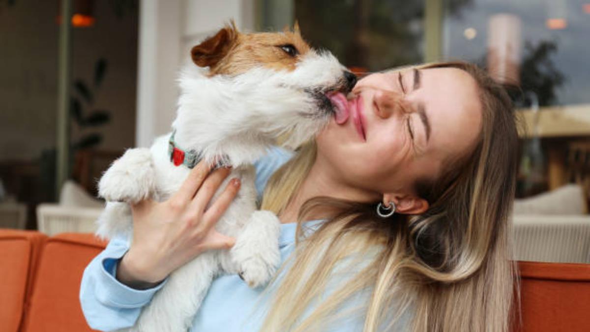 Los tres pasos que realiza cada perro antes de escoger a su persona preferida, según la psicología