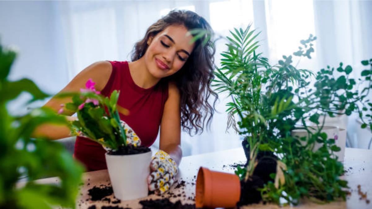 Las plantas que son tendencia en Navidad y no pueden faltar en tu hogar