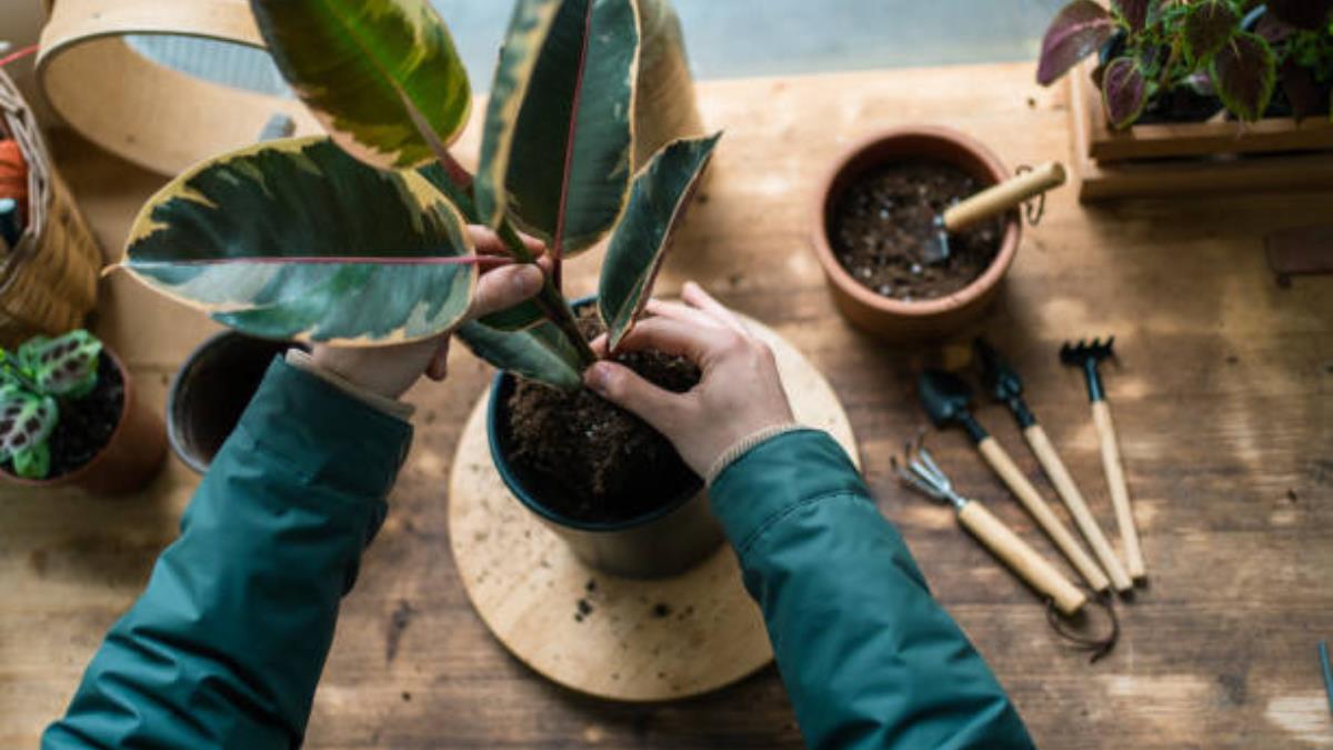 Ni abono casero ni riego: el método desconocido para que las plantas crezcan fuertes y saludables