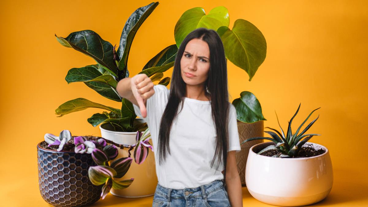 Las plantas que debes quitar de casa porque repelen el dinero, según el Feng Shui