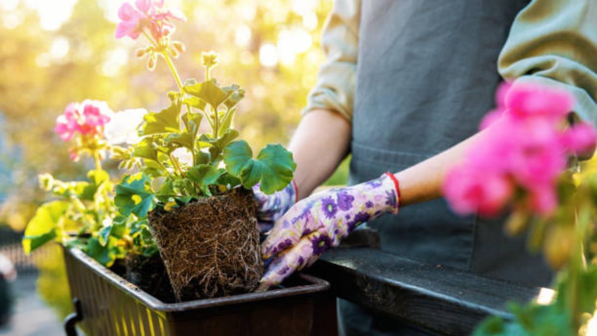 Las coloridas plantas que van a la perfección en el jardín y en el balcón