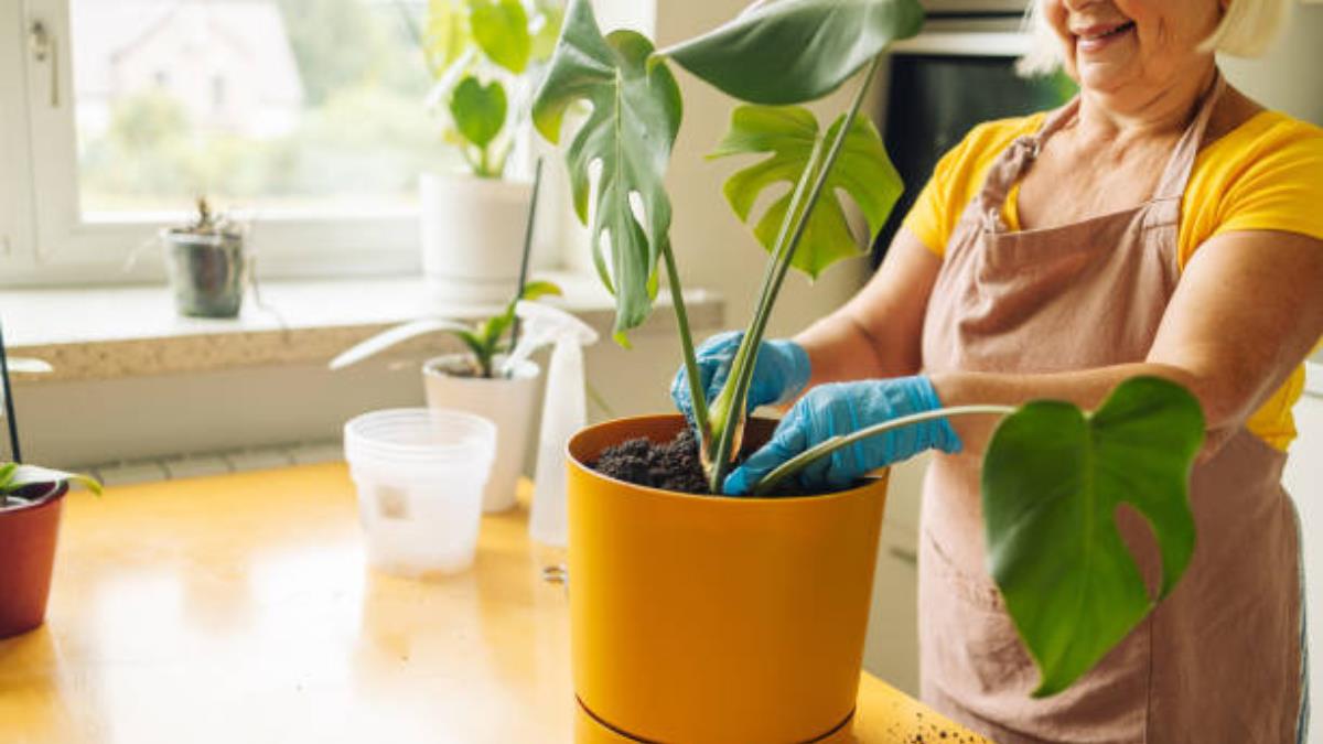 Ni cáscaras de huevo ni café: el abono casero que es oro puro para nuestras plantas