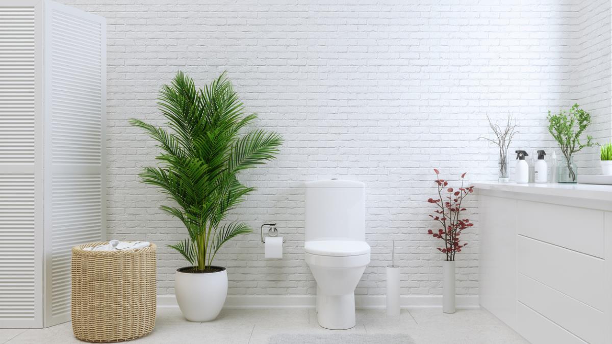 3 plantas perfectas para decorar tu baño y darle un toque naturalista