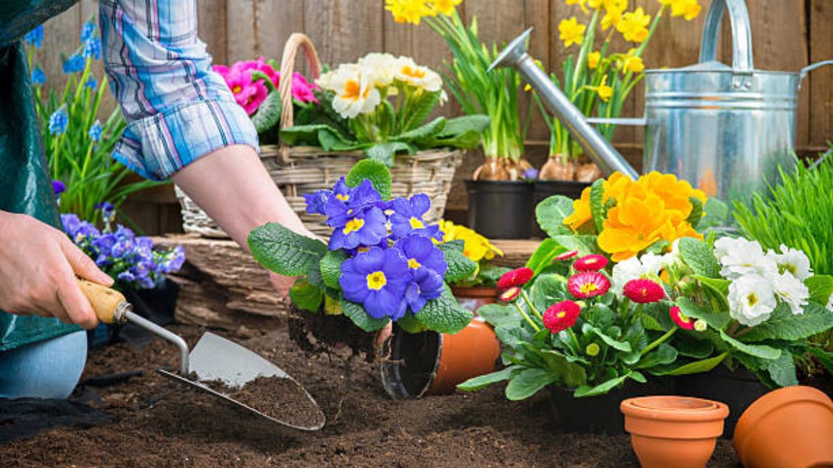 4 abonos caseros que le dan vida a cualquier planta de tu jardín