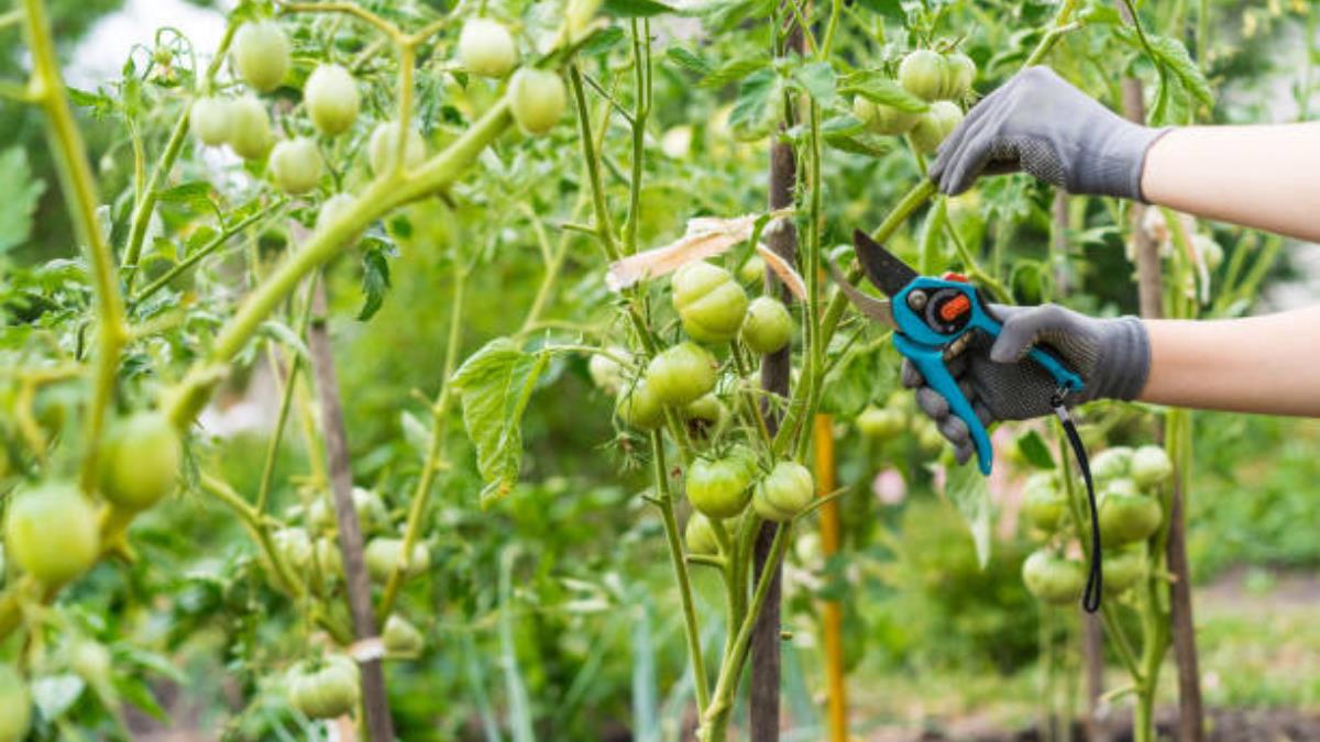 Las 3 plantas de tu huerto que debes podar en diciembre para que estallen de frutos en enero