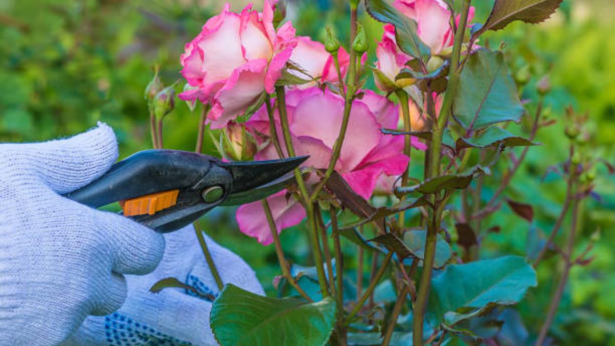 El método correcto para cortar las rosas y que duren frescas más tiempo