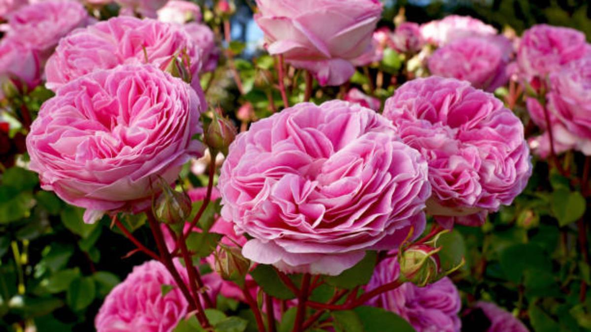 Expertos en jardinería revelan qué debes hacer con tu rosal en febrero para que estalle de rosas