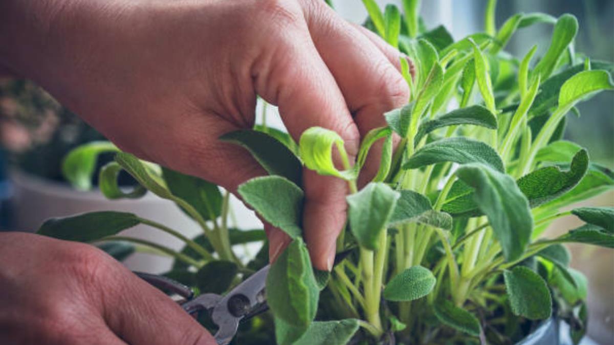 La planta aromática que tienes en tu jardín y ayuda a mejorar la memoria