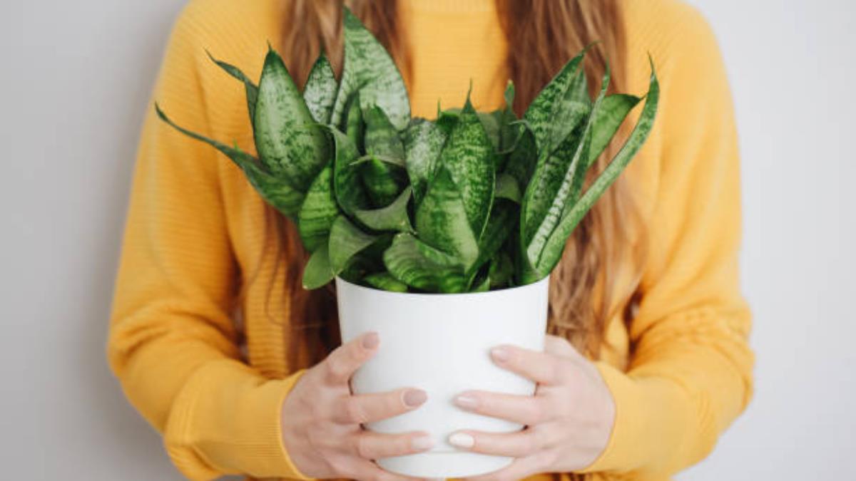 El secreto de expertos en jardinería para revivir cualquier Sansevieria