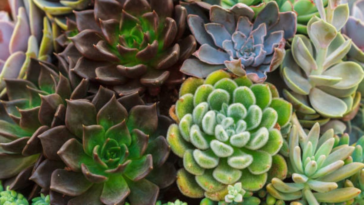 El secreto de expertos en jardinería para que la suculenta tenga hojas más grandes, carnosas y verdes